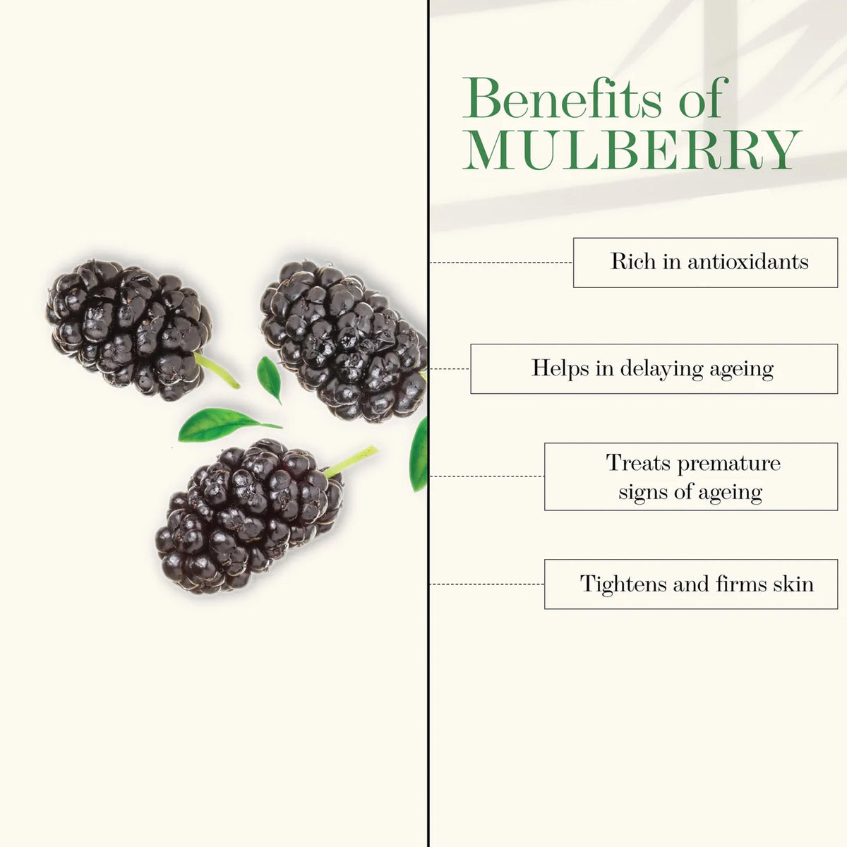 Good Vibes Mulberry Face Wash | Cleansing, Brightening | With Papaya | No Parabens, No Mineral Oil, No Animal Testing (200 ml) - Good Vibes image 2