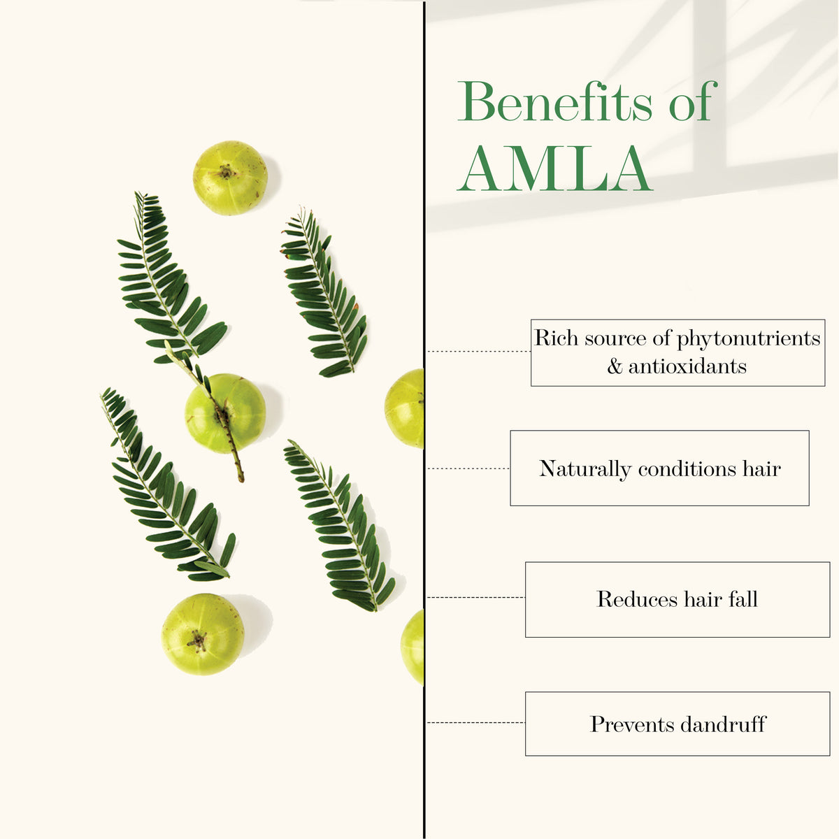 Good Vibes Amla Shikakai Strengthening Shampoo | With Neem | Hair Growth, Shine | No Parabens, No Animal Testing (300 ml) - Good Vibes image 4